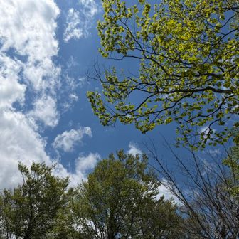 晴れてきた🌞
新緑が瑞々しい🌳