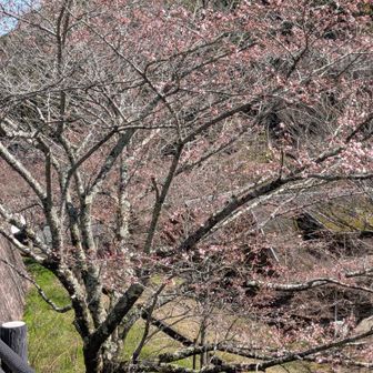 蕾が膨らみ始めてました。