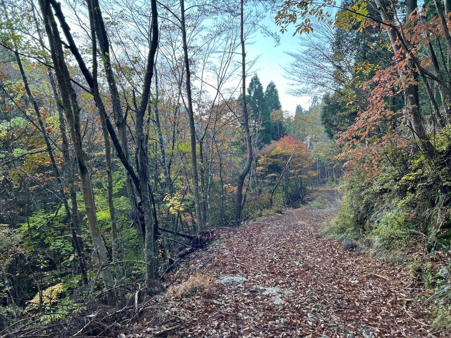 落ち葉🍂がふかふか✨
この辺りから紅葉🍁が楽しめます👍