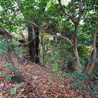 筆立山　山頂 105ｍ。
山頂標・眺望ともに無いグレーピークです。
