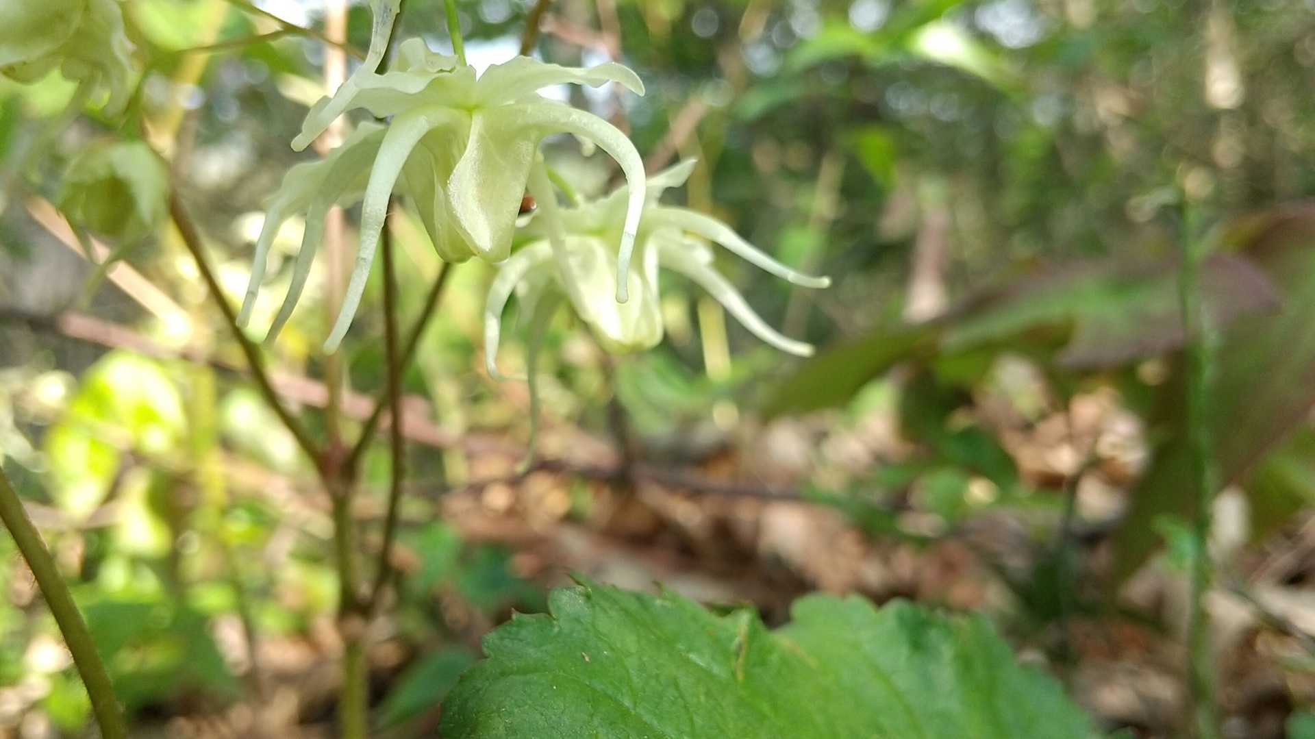 勝軍山（秋田県）の写真