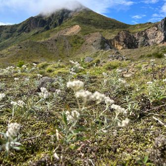 ヤマハハコと磐梯山
