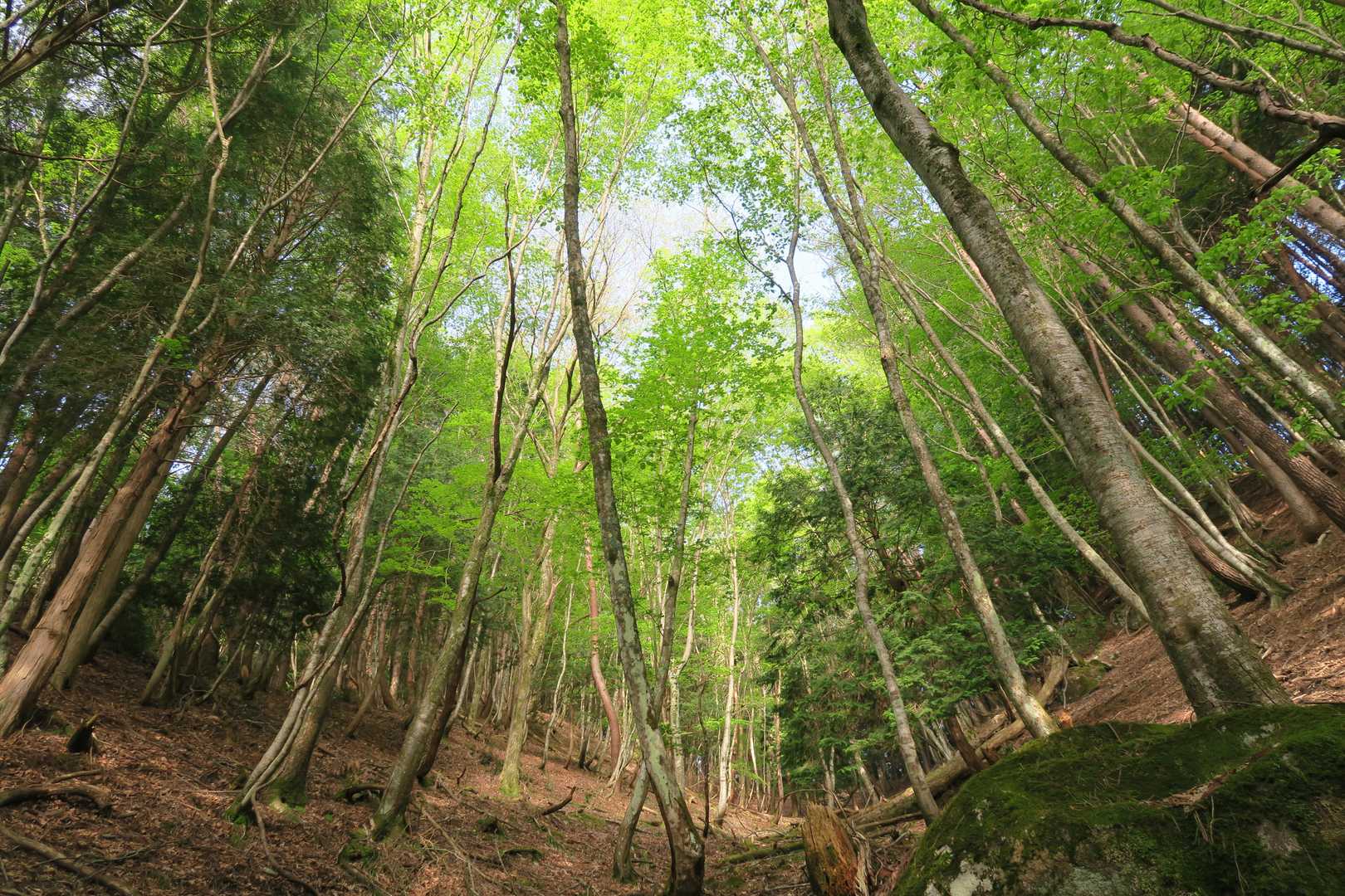 大海里峠-駒の尾山 往復コースの写真