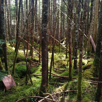 苔に日が差すといっそうきれいです