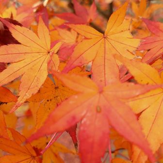 もみじ🍁