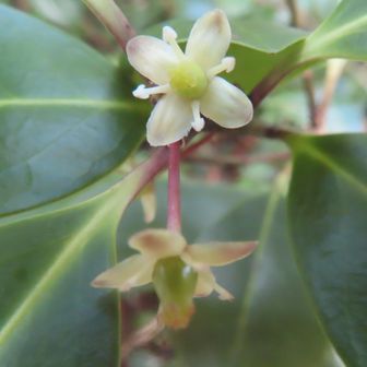 モッコク･･･!
奇麗な花の脇に赤い実がありました･･･!