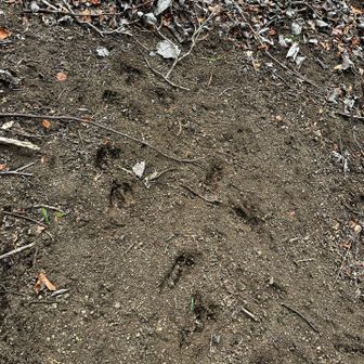 動物の足跡🐾！