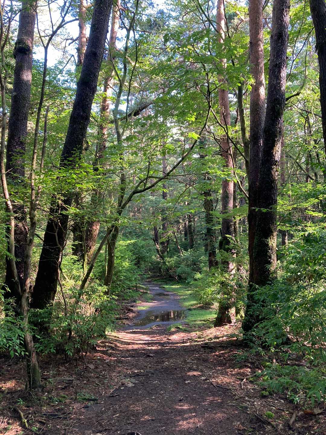 甑岳からの戻りはこの景色が嬉しいです☺️