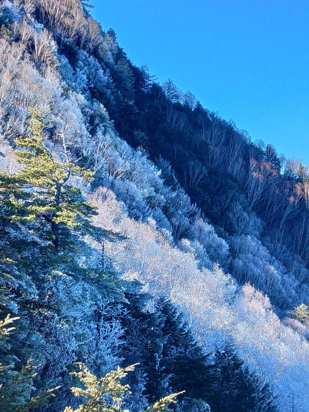 陰になっていた木々の霧氷が綺麗✨