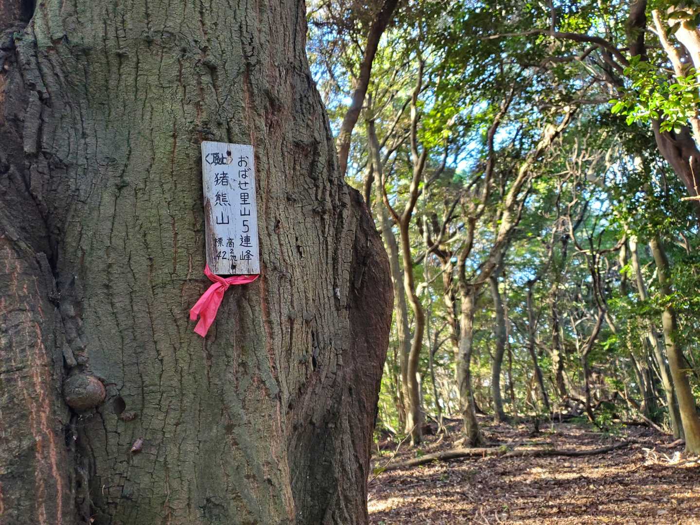 猪熊山
眺望なし・イスなし