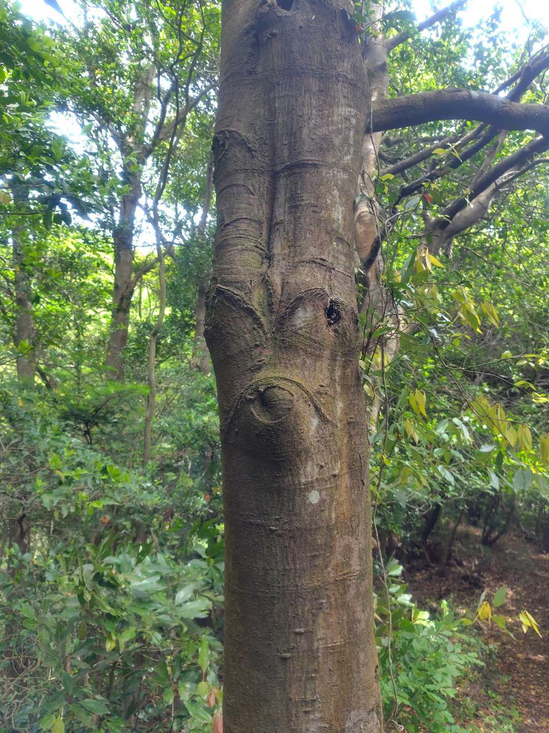 呼んでる木