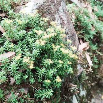 何の花か分からないけど綺麗