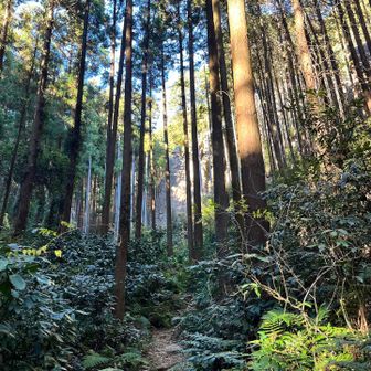 時間があったので、一旦下山した後、男岩、女岩を眺めにいきました
樹林の向こうに男岩が見えます