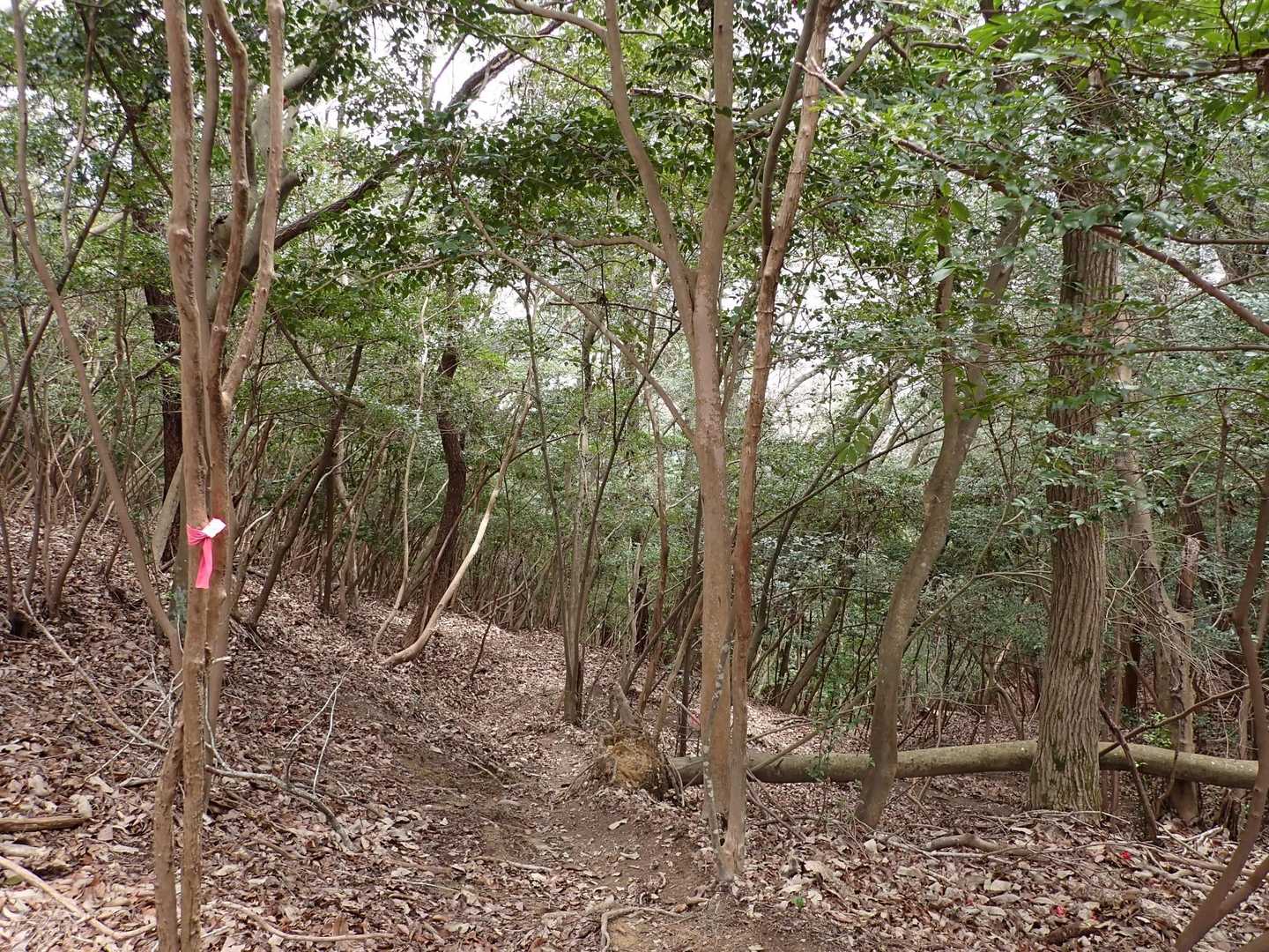 下山して行く

この後再び「道の駅 あいおい白龍城」へ帰って昼食、ペーロン温泉♨でゆっくりした😊
お疲れ様でした🙇