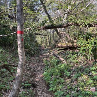 下りは登山道