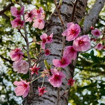 ピンクの可愛い桜(桜なのかな？違うかも)