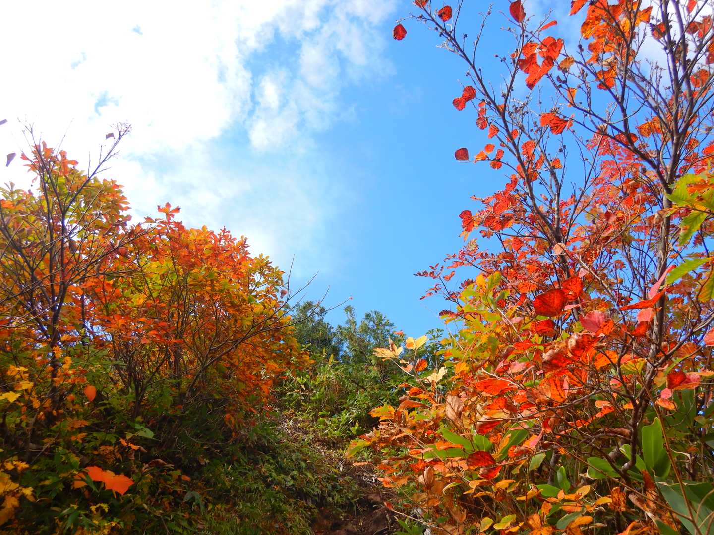 越後の紅葉はいいねえ