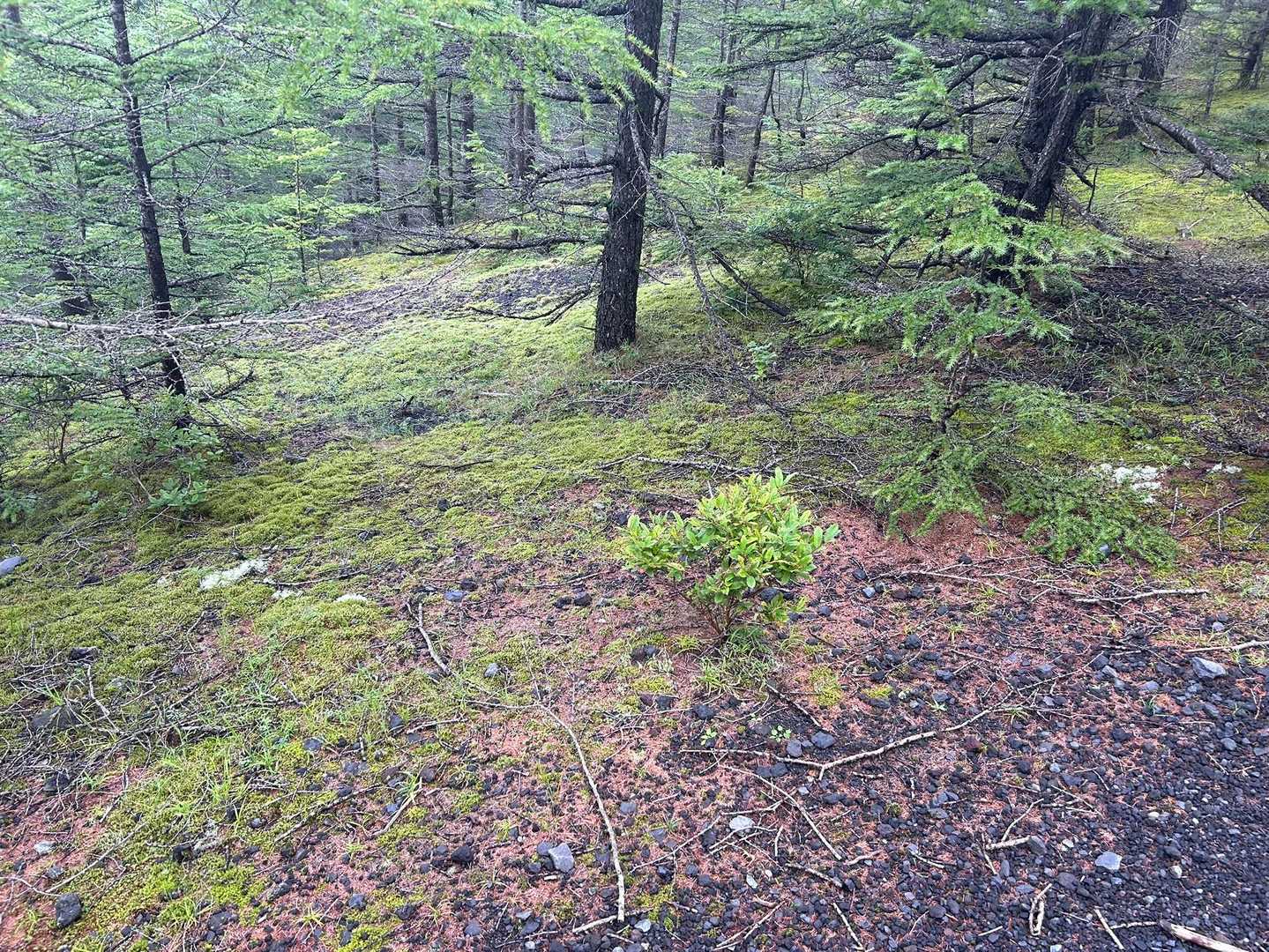 富士山とは思えない森の中に向かって行きます。