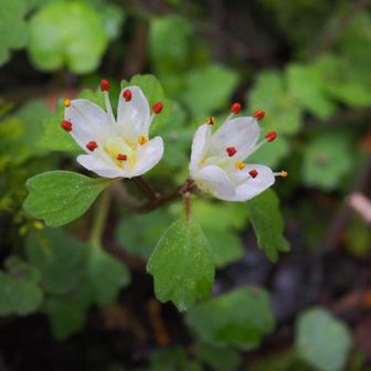 こちらの方が 赤い点が綺麗でした😍