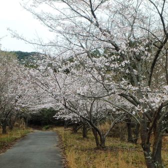 ソメイヨシノの並木道