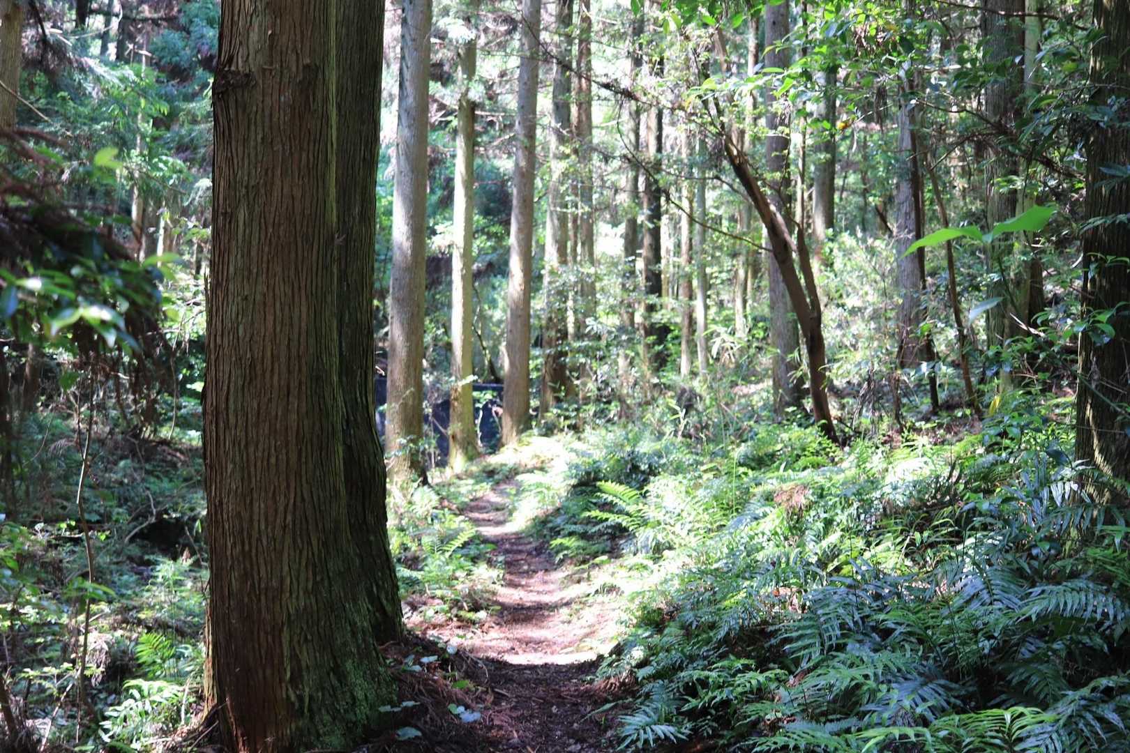また登れるんだ！ワクワクします。