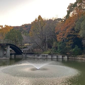 なんとかライトを照らさないで済むギリギリに降りてこられました。
写真撮るとナイトモード撮影になりましたけど😆
登りに「相棒よ、何度も登っているんやろ？」って言うルートなのに枯葉が道を隠してしまって遭難しつつ、それでも私もなんとか今回は一度も転けずに降りてこられてよかったよ。
先週の膝の青タンもなおった！
良かった良かった✌️

相棒ありがとう😊
お陰で今日は早めに眠れそうです⭐︎