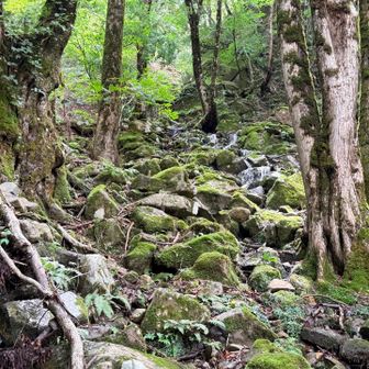 苔むした中を清流が流れていく