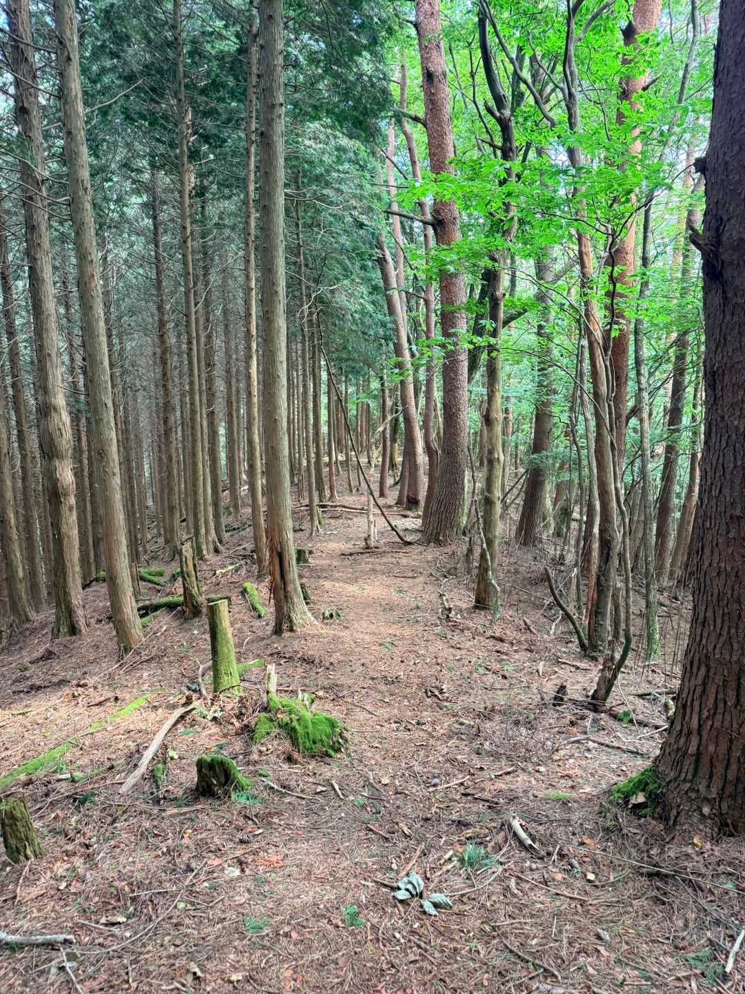 テンヤボ登山口-小川岳-遠見ヶ岩 往復コースの写真