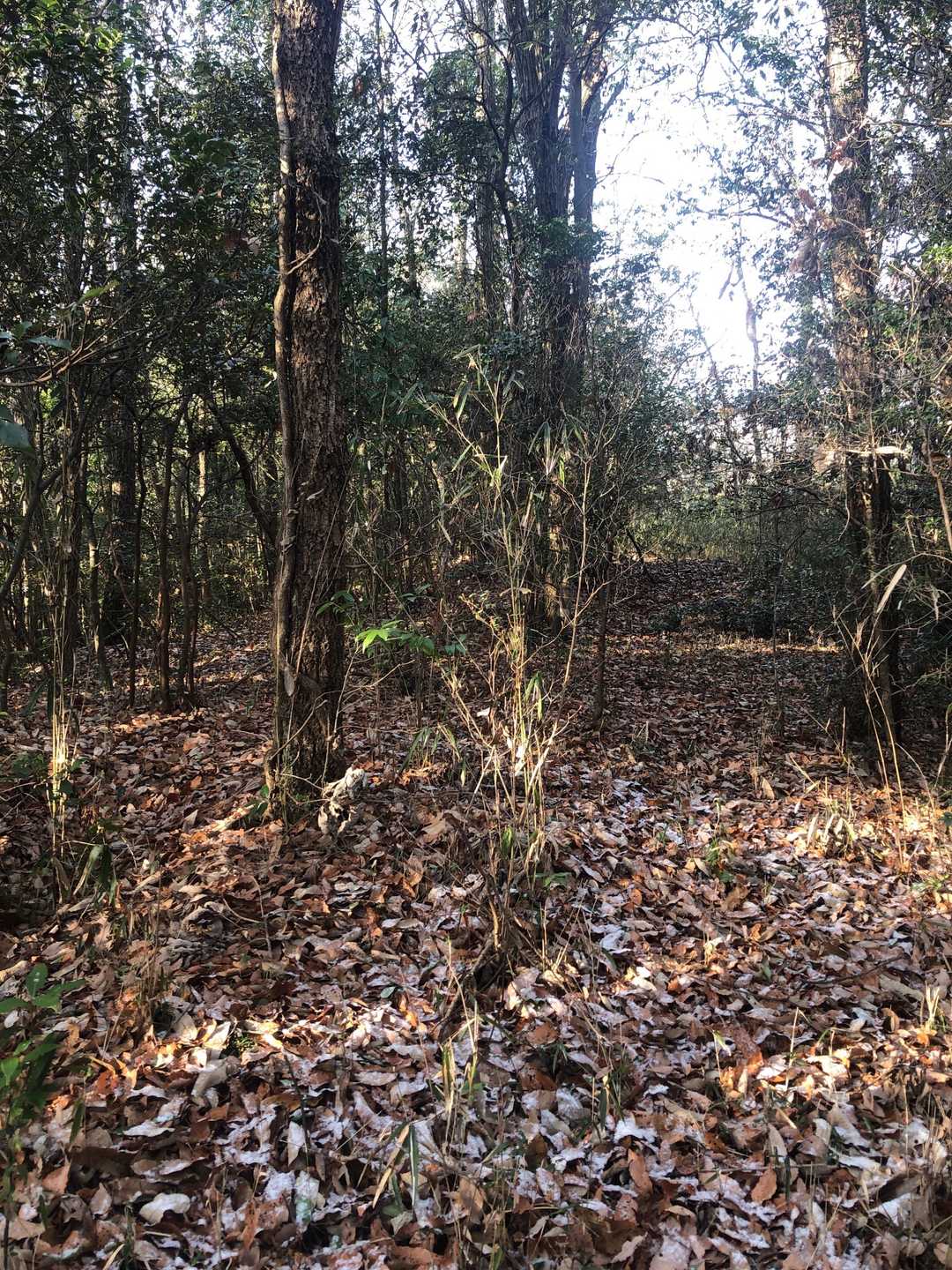 あっという間に田鶴山⛰到着‼️展望無いよ😱