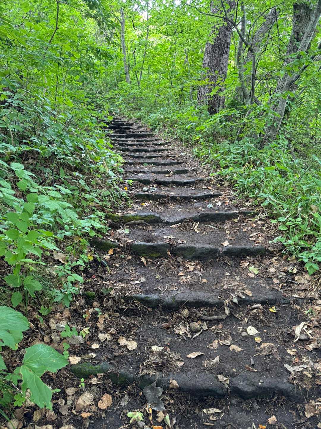 旧登山道コース登山口-函館山 往復コースの写真