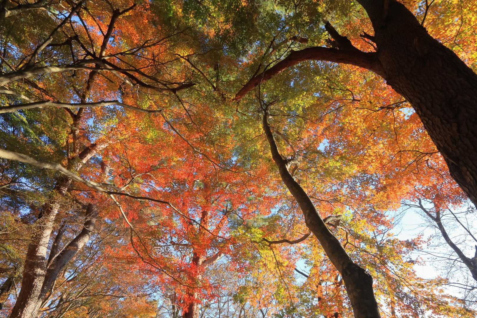 大倉登山口-鍋割山-塔ノ岳 周回コースの写真