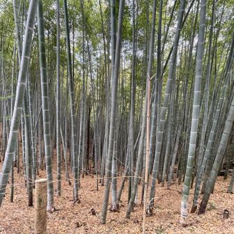 見事な竹林