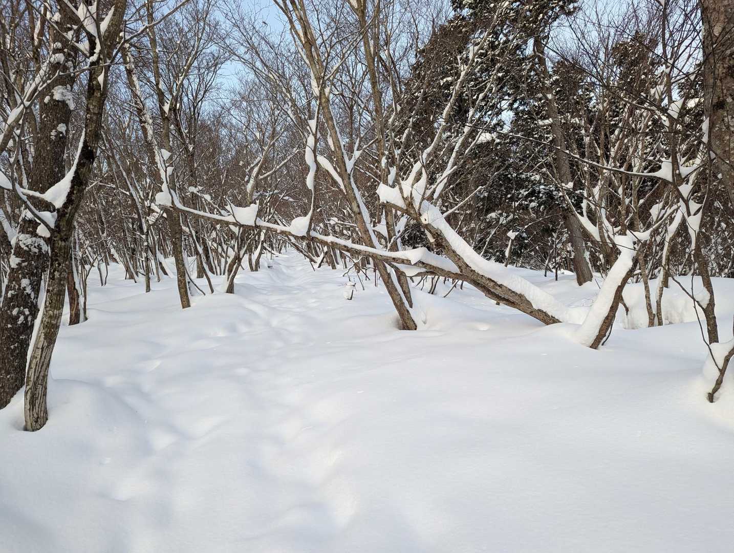 沢山つもりました