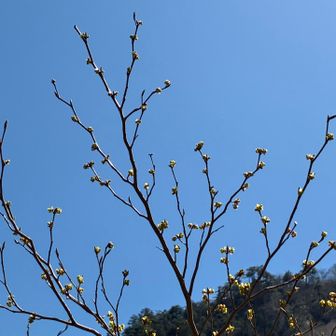 アブラチャンもそろそろ満開に