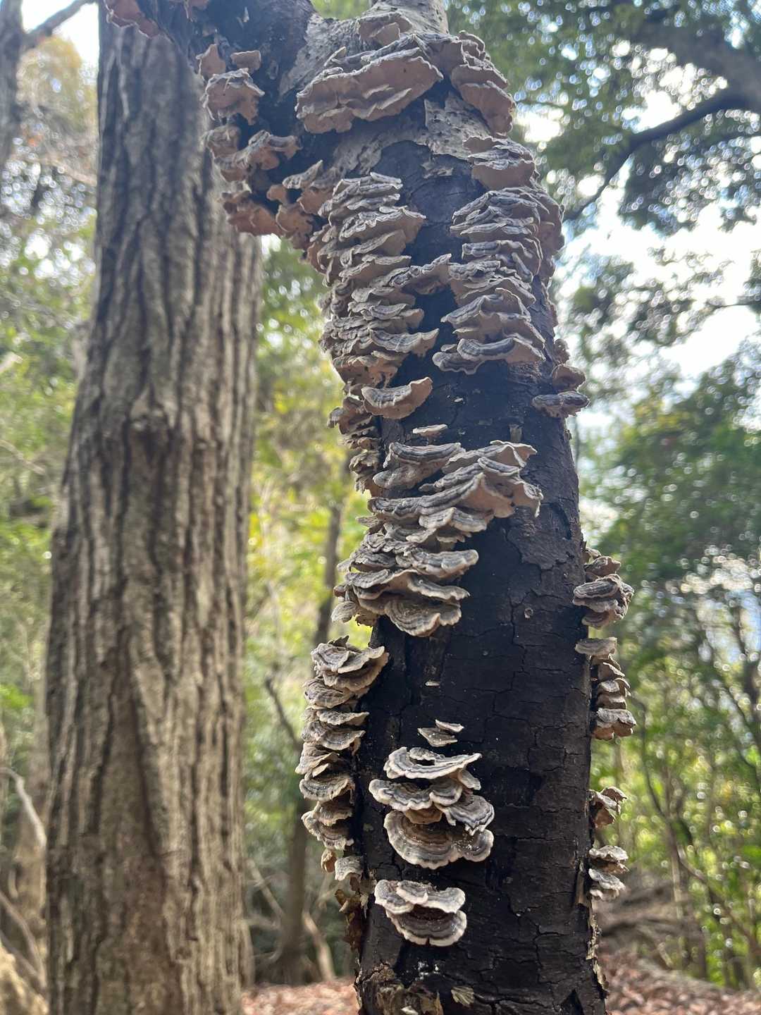 びっしり🍄