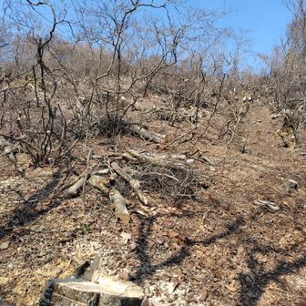 すれ違った山林整備のおじさんが手入れした現場