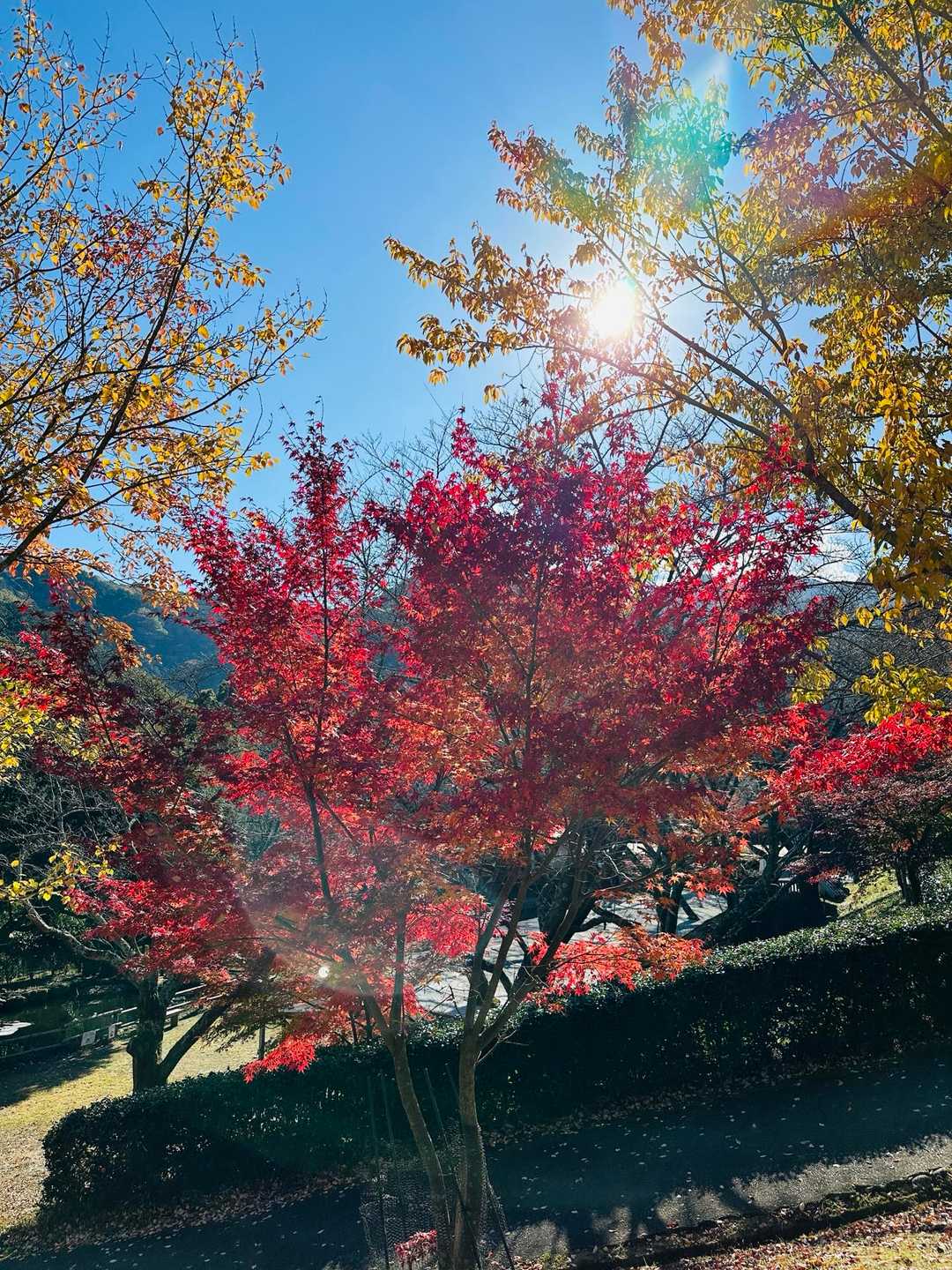 雲母谷の高-堀坂山-堀坂峠-堀坂峠の高-観音岳 周回コースの写真
