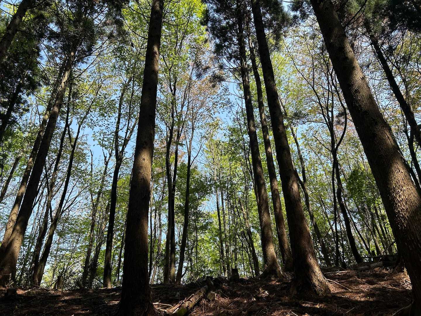 小川コース登山口-越知神社-越知山 往復コースの写真