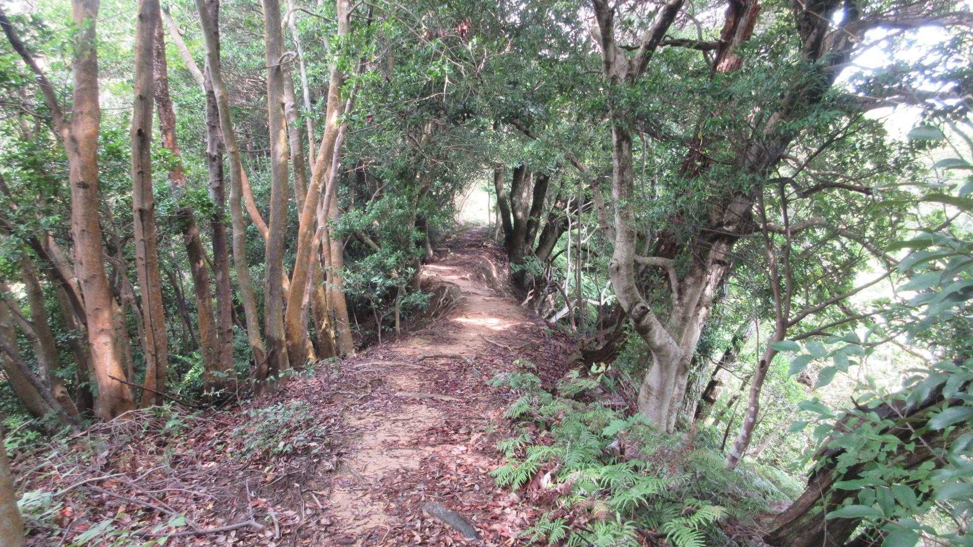 土橋