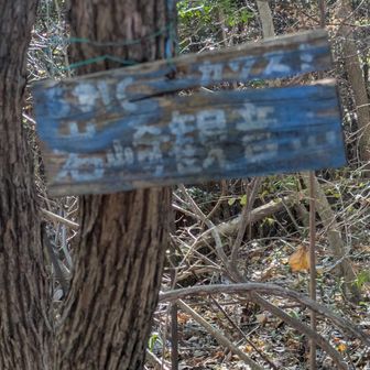 祠から山頂まで
方向はわかるのですが、斜度と落ち葉と木と若い木と枝でルート悩み悩み