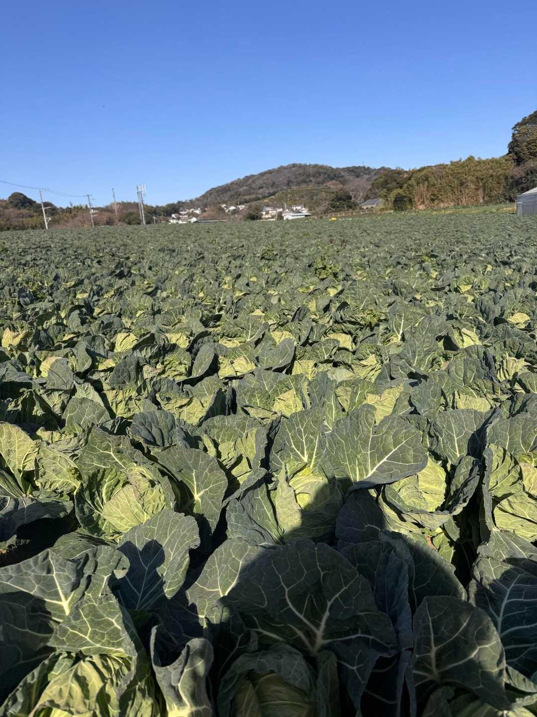 津久井浜駅近くのコインパーキングに停めて歩きます。
途中、キャベツ畑がたくさん🥬