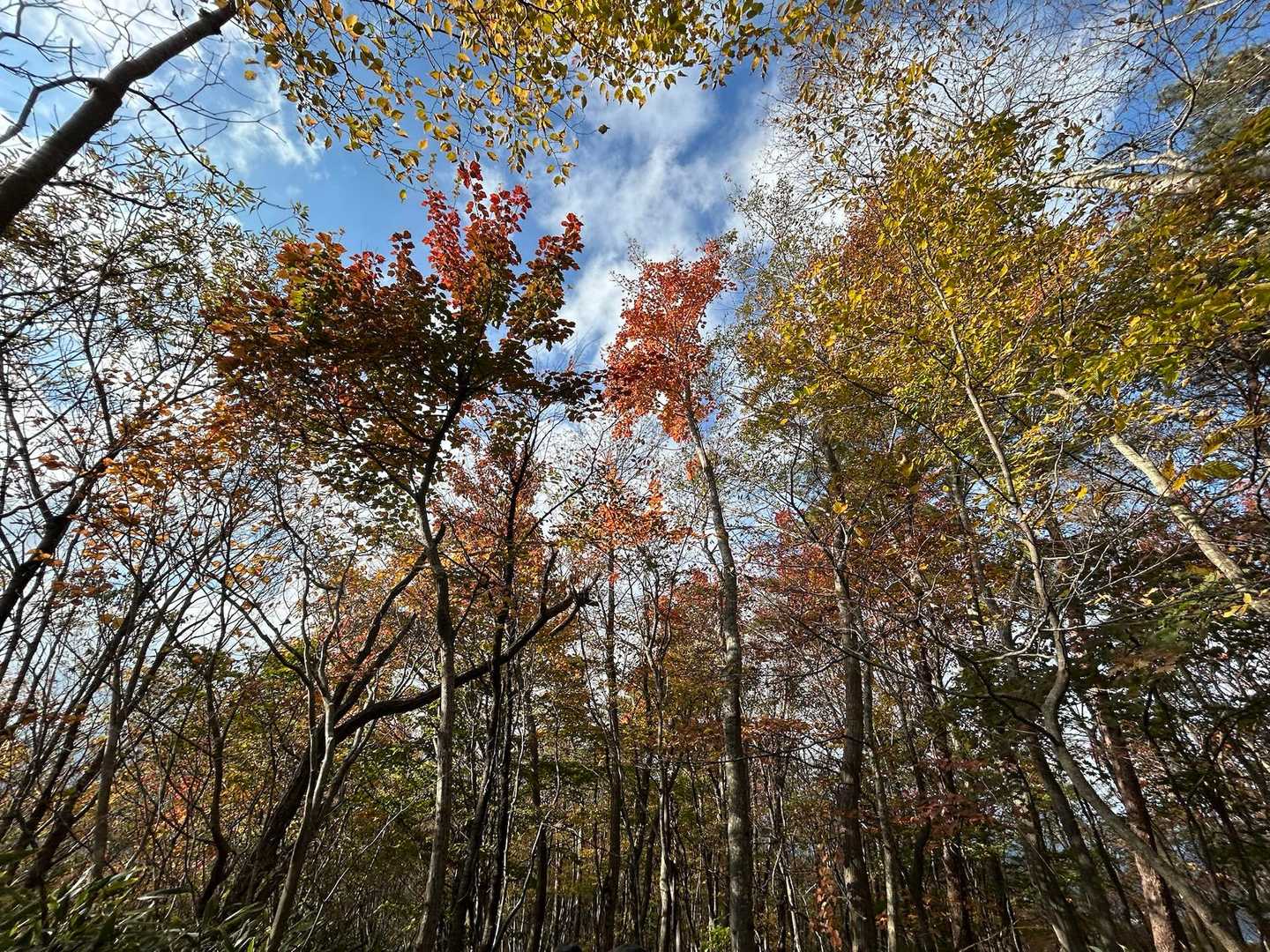 青麻山-あけら山-青麻山登山口 縦走コースの写真