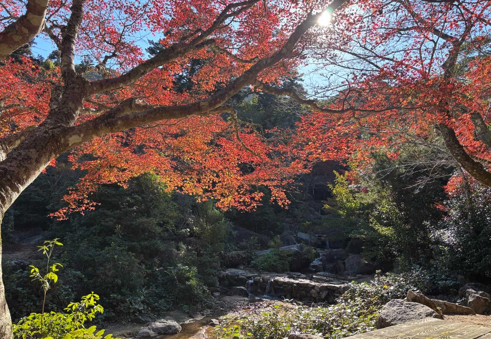 紅葉谷-弥山-大聖院 周回コースの写真