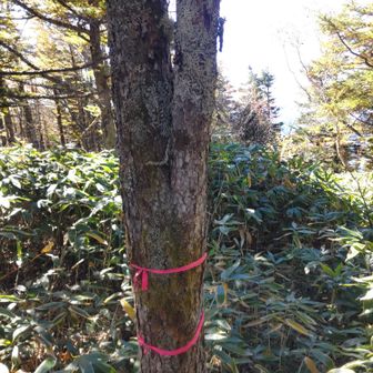 ここが山頂。プレートなし。