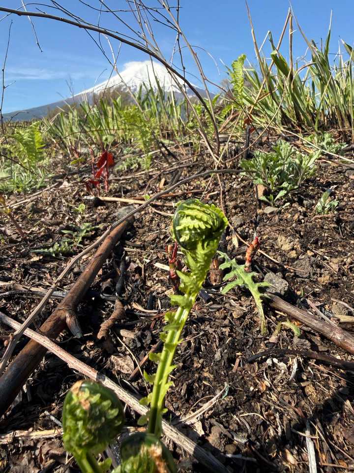 山菜採り。富士山がよく見えました👍 / ταさんのモーメント | YAMAP