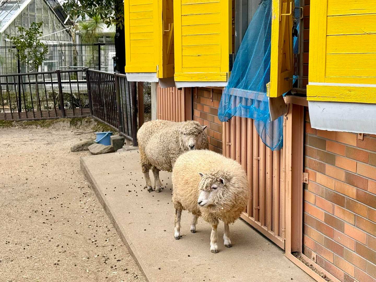 羊🐑
今年こそ鈴鹿の竜ヶ岳に羊を見に行きたい‼️