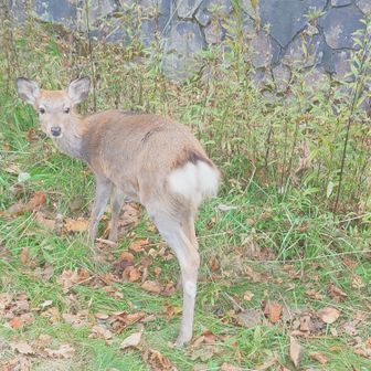 さすがにここまで近づくとチラ見して草の奥に隠れた。
