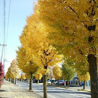武豊のやまちゃん