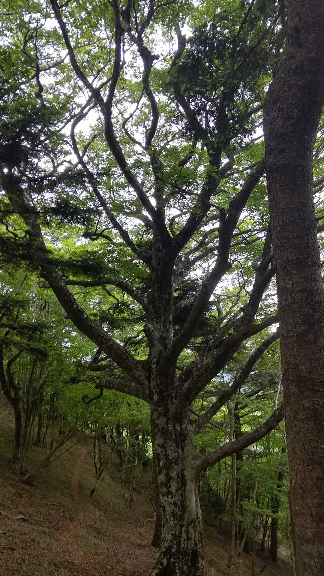 大久保山-八面山-三本杭 往復コースの写真