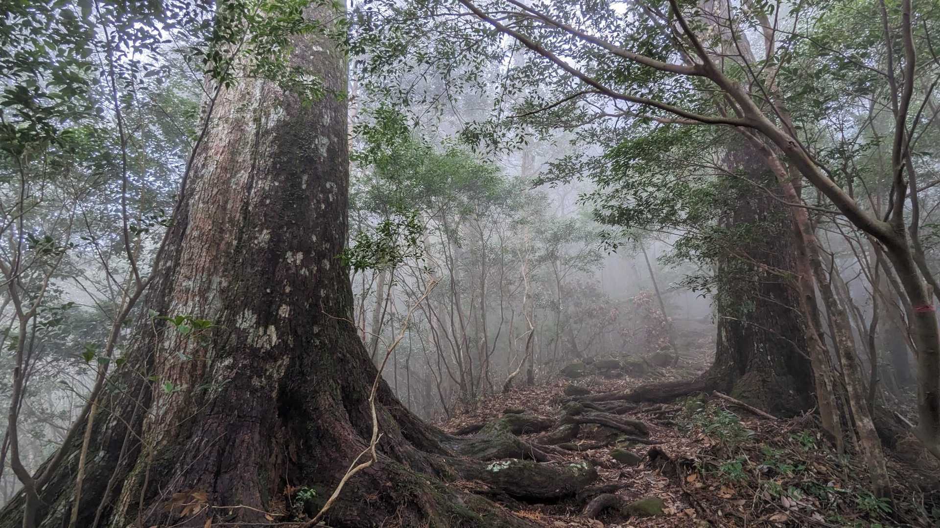 正面登山口-尾鈴山 往復コースの写真